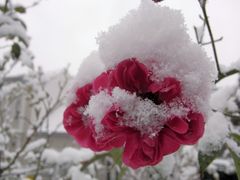 Der erste Schnee auf der letzten Rose in meinem Garten