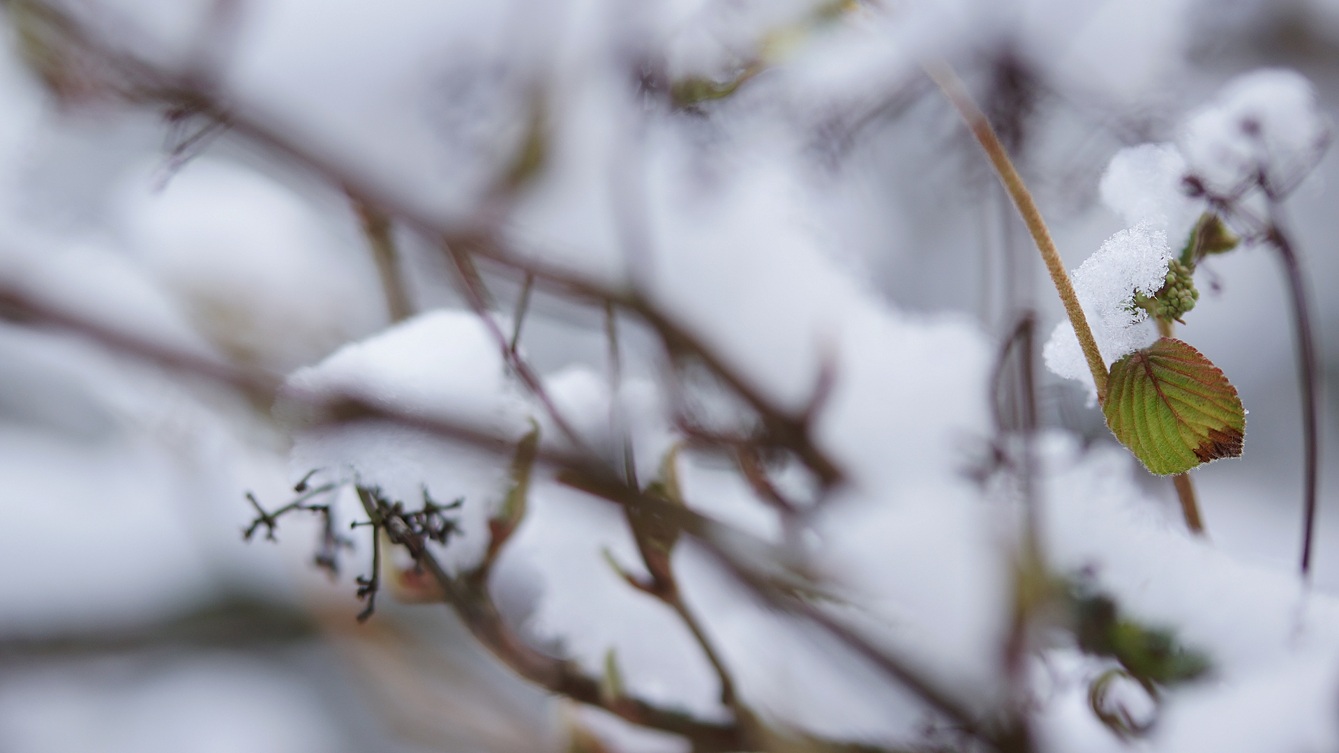 Der erste Schnee