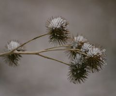 Der erste Schnee