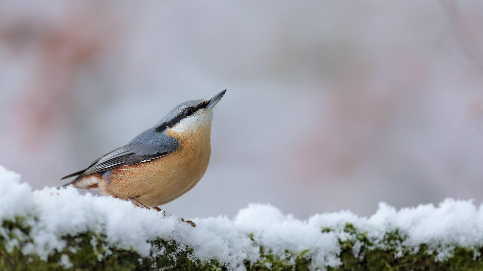 Der erste Schnee