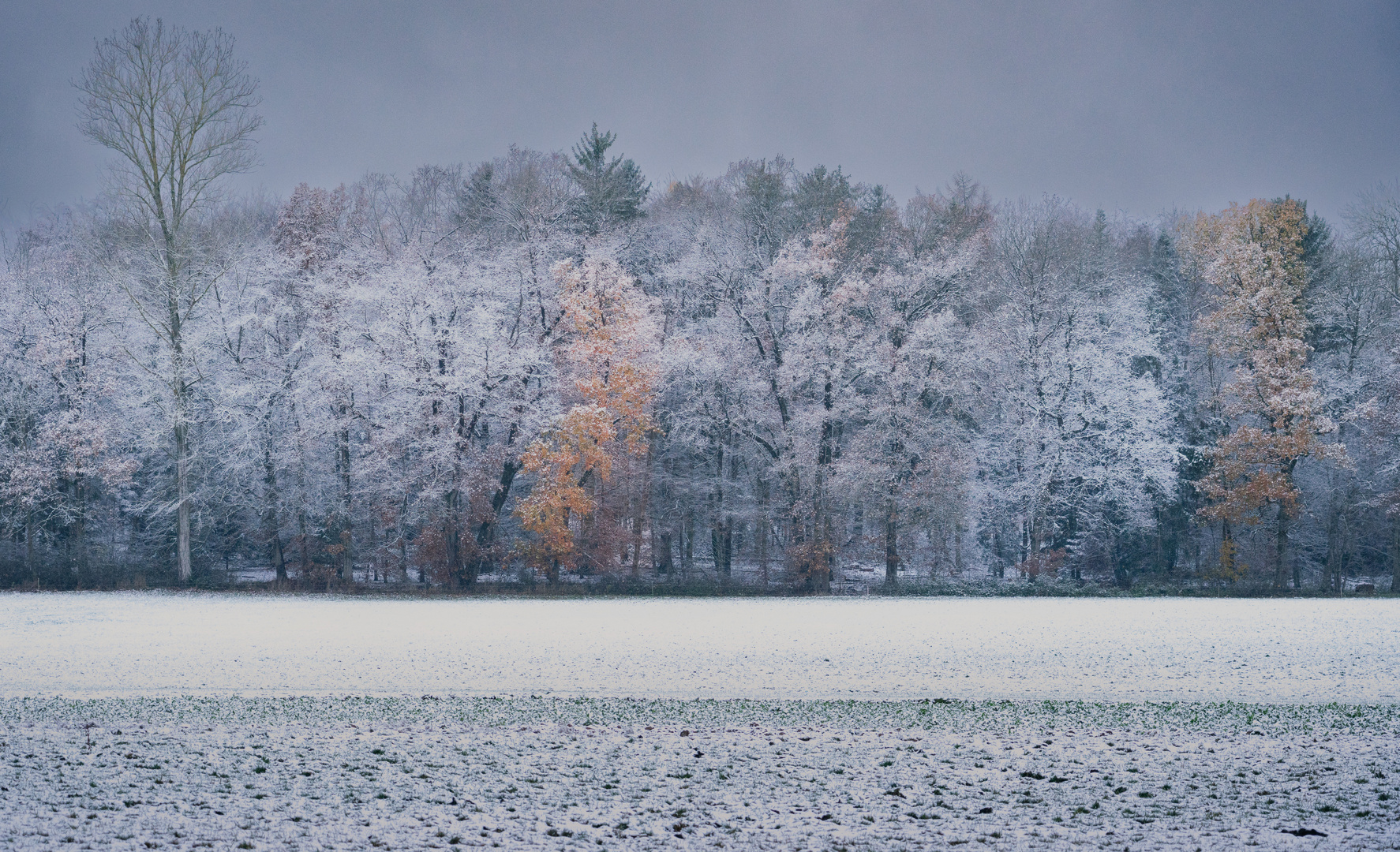 Der erste Schnee 