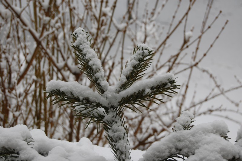 der erste Schnee