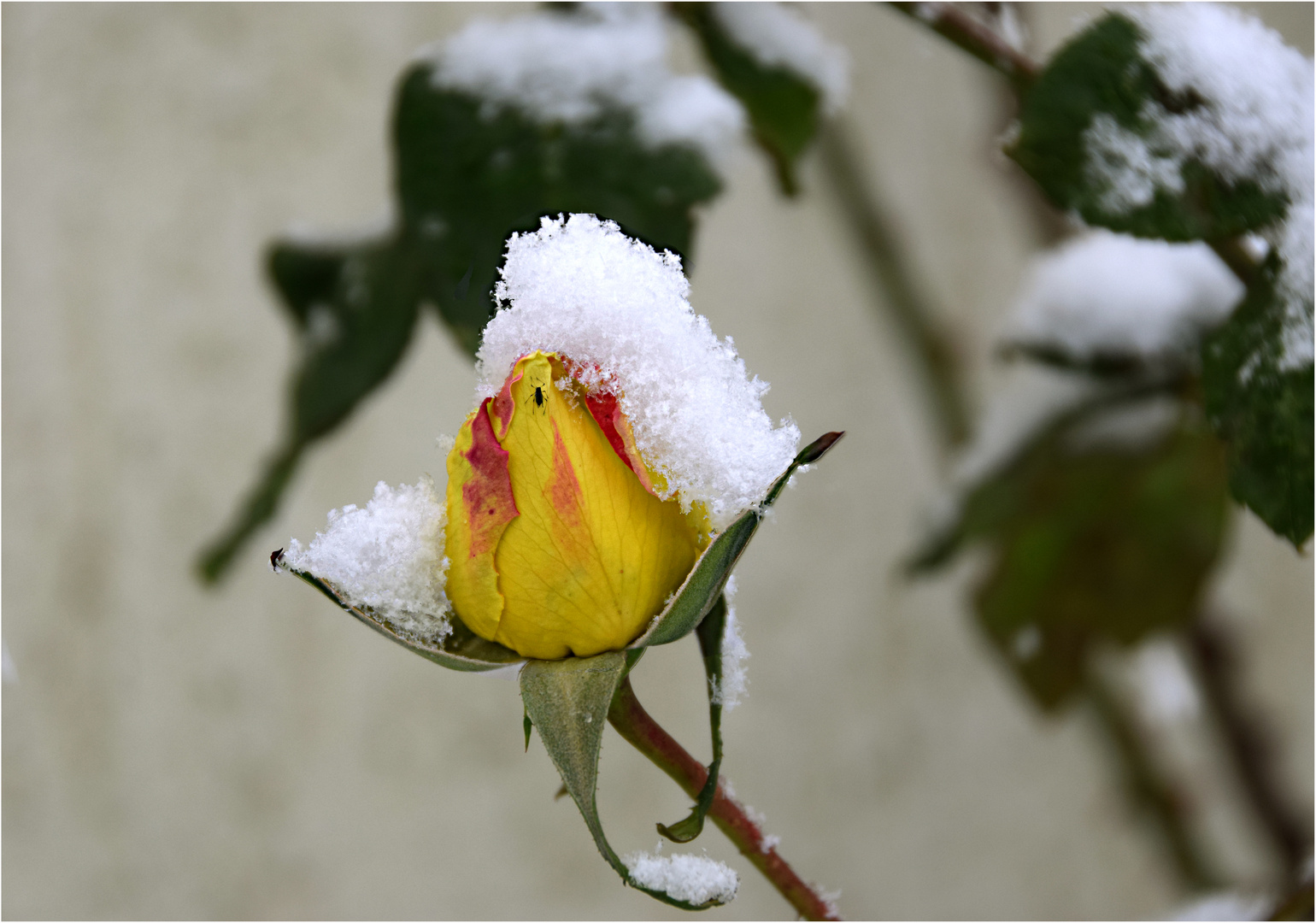 der erste Schnee