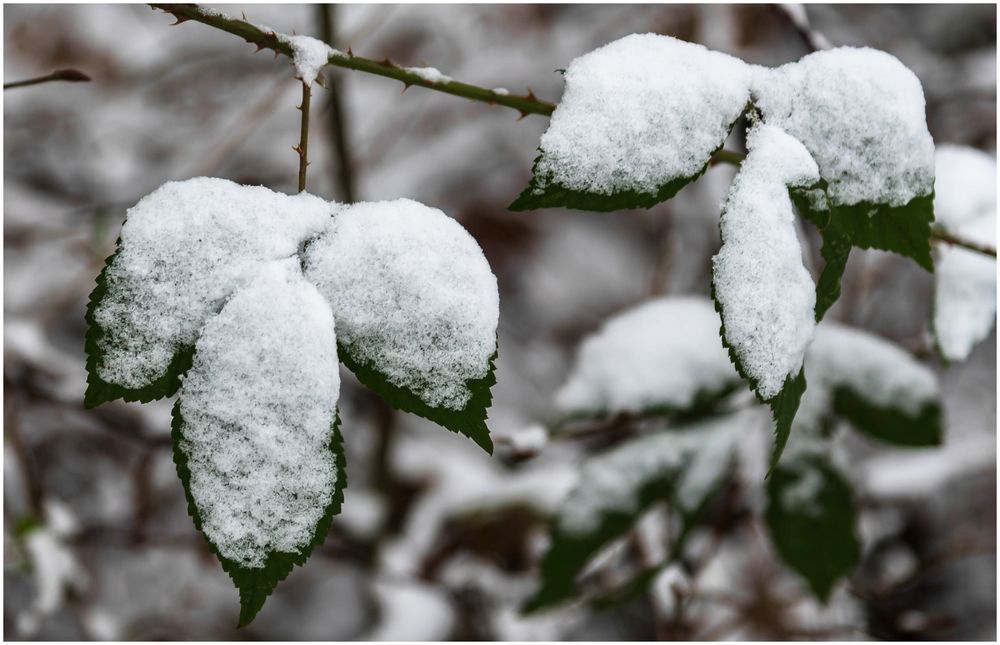 der erste Schnee