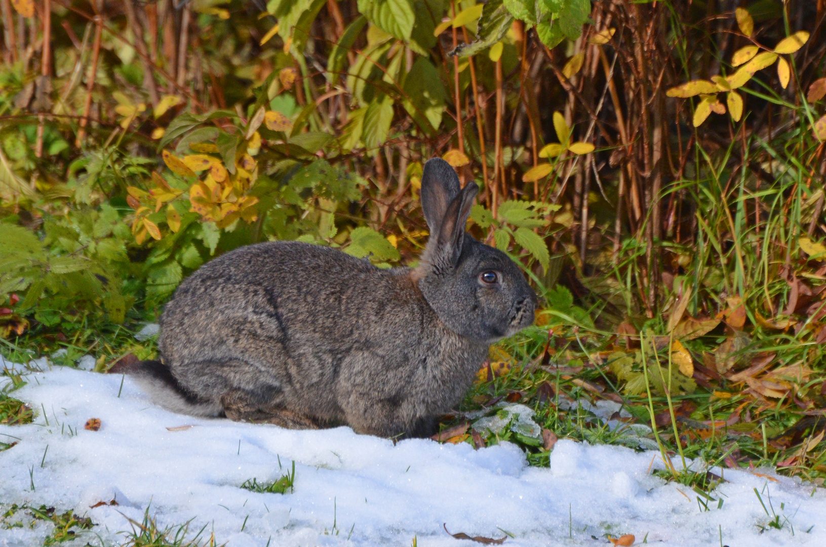 Der erste Schnee