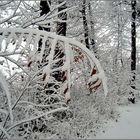 der erste Schnee dieses Jahr...