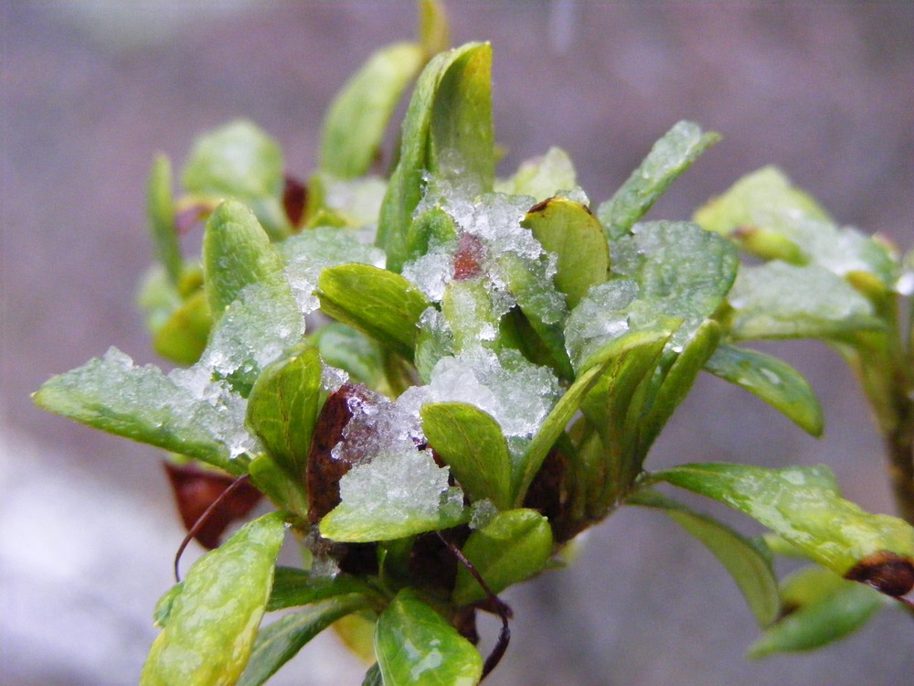 Der erste Schnee dieses Winters