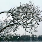 Der erste Schnee / Düsseldorf Rheinwiese 30.11. 2010