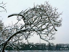 Der erste Schnee / Düsseldorf Rheinwiese 30.11. 2010