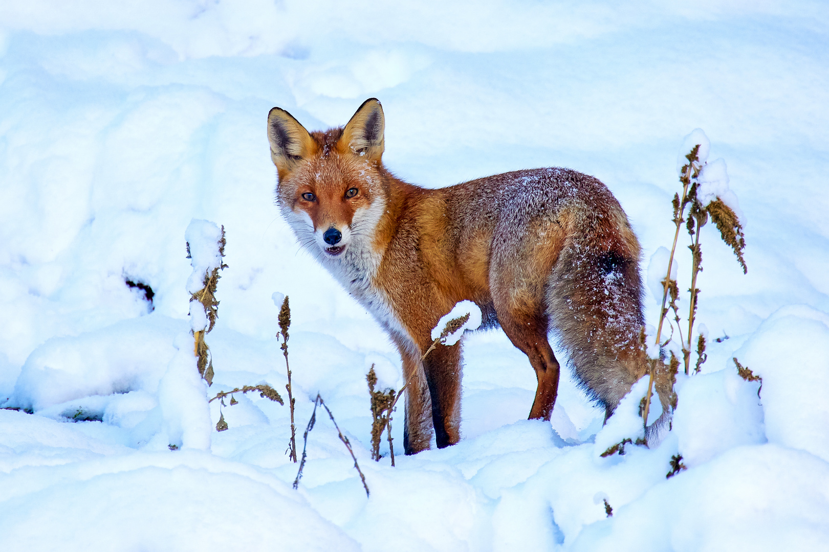 Der erste Schnee