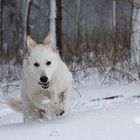 Der erste Schnee