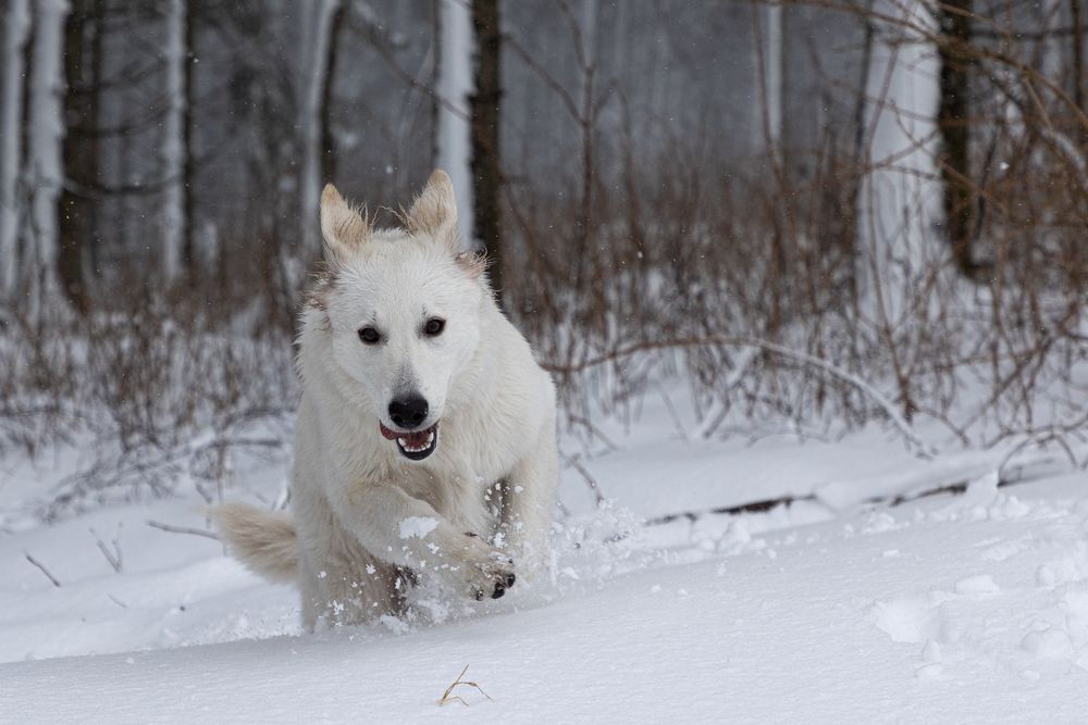 Der erste Schnee