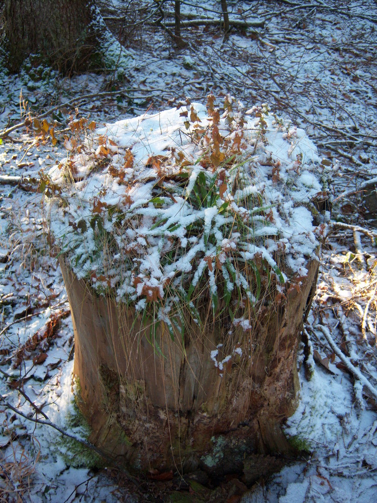 Der erste Schnee