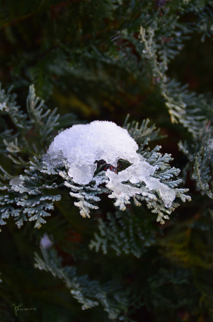 Der erste Schnee