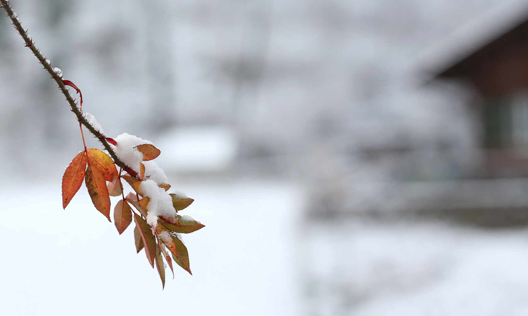 Der erste Schnee