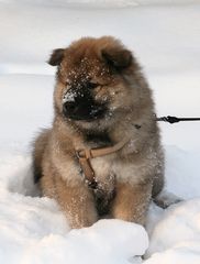 Der erste Schnee für Caius