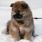 Der erste Schnee für Caius