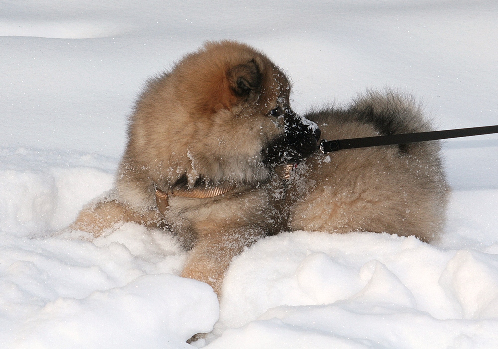 Der erste Schnee für Caius