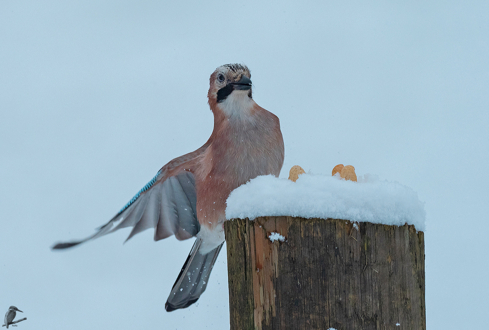 der erste Schnee II...