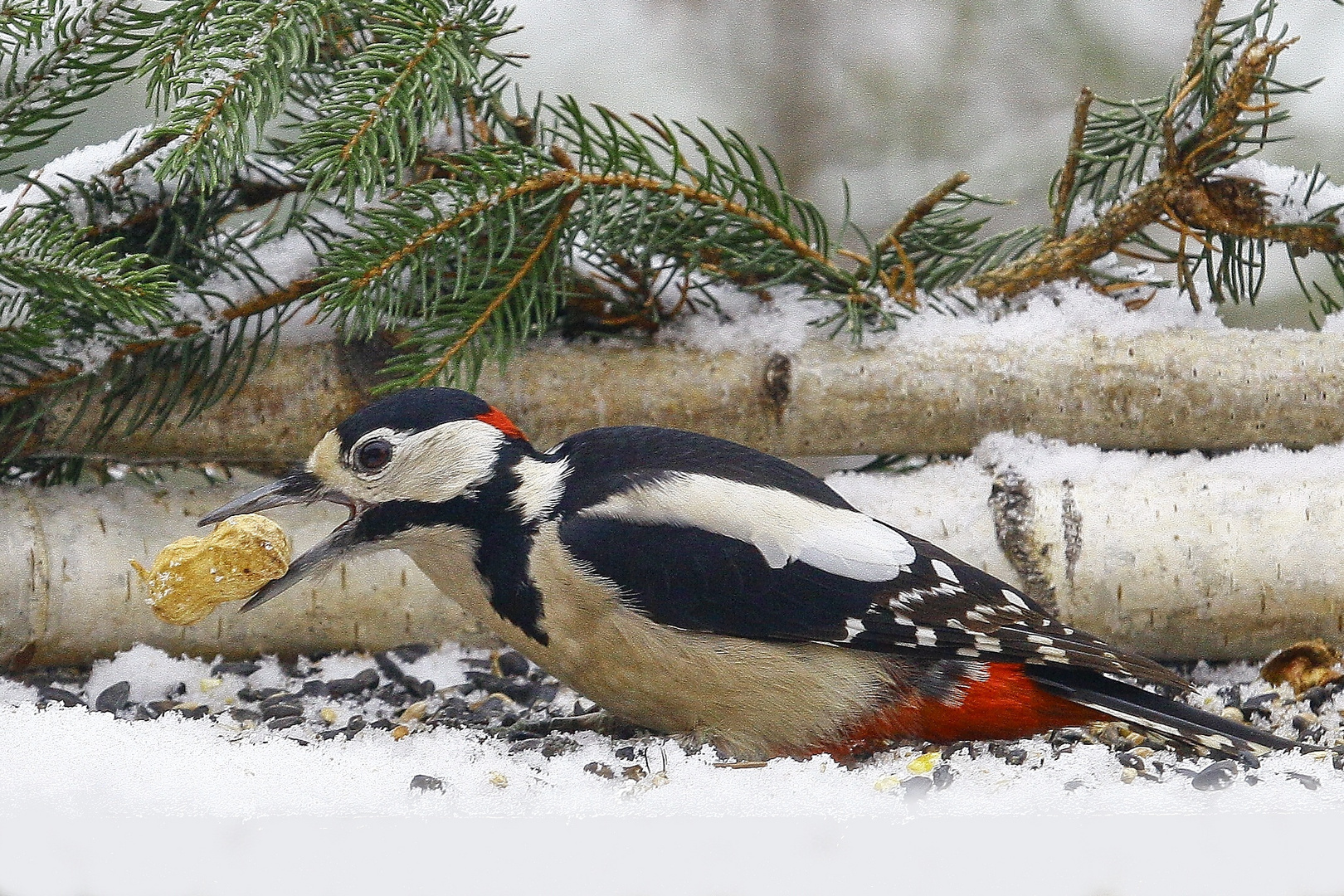 der erste Schnee im Flachland