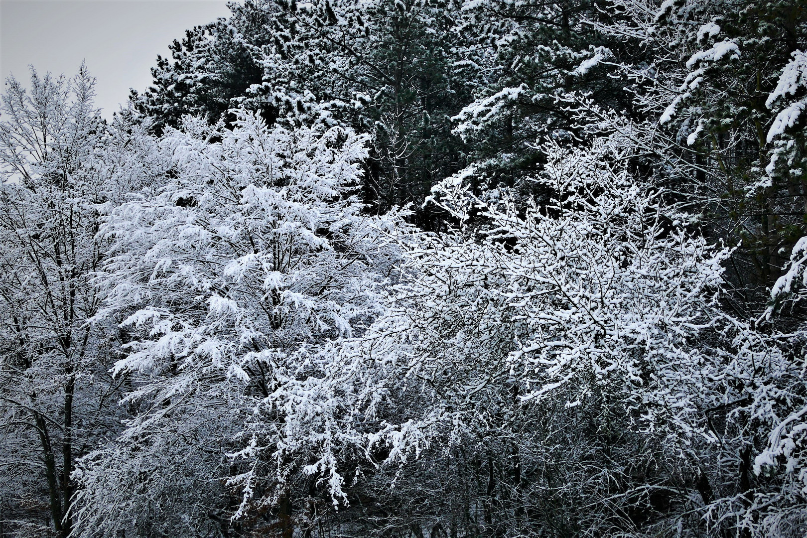 Der erste Schnee im neuen Jahr