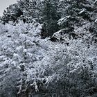 Der erste Schnee im neuen Jahr