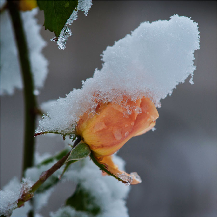 Der erste Schnee im Rheingau