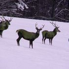 Der erste Schnee im Rotwildrevier