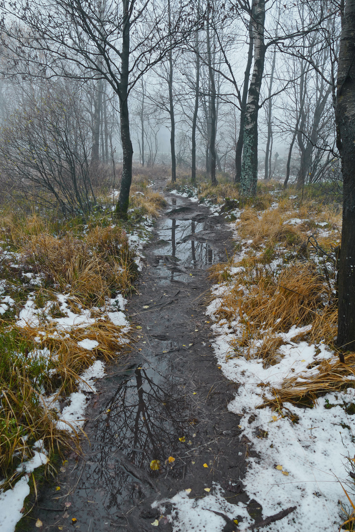 der erste Schnee im Venn