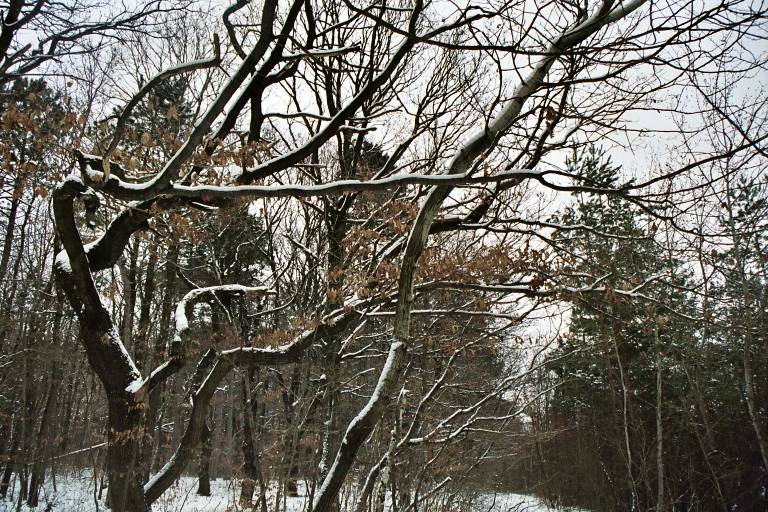 Der erste Schnee im Wienerwald