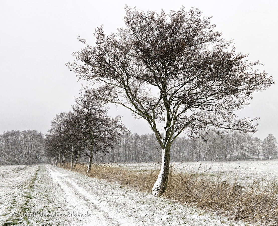 Der erste Schnee im Winter 2015 im Naturpark Steinhuder Meer