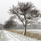 Der erste Schnee im Winter 2015 im Naturpark Steinhuder Meer