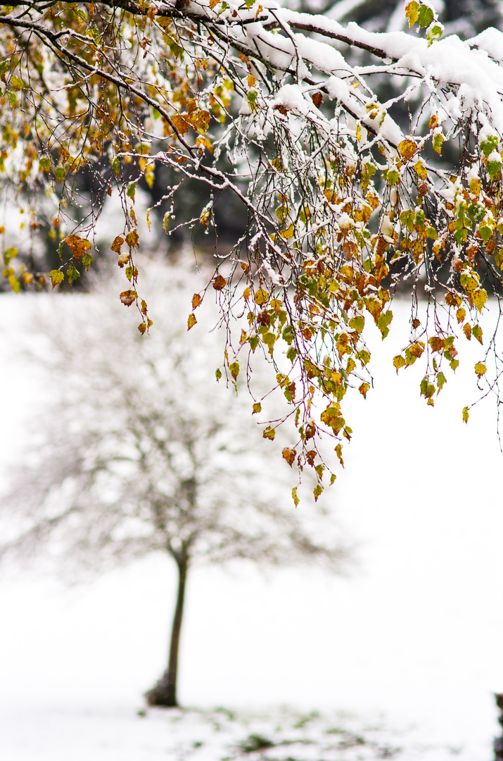 Der erste Schnee in 2016