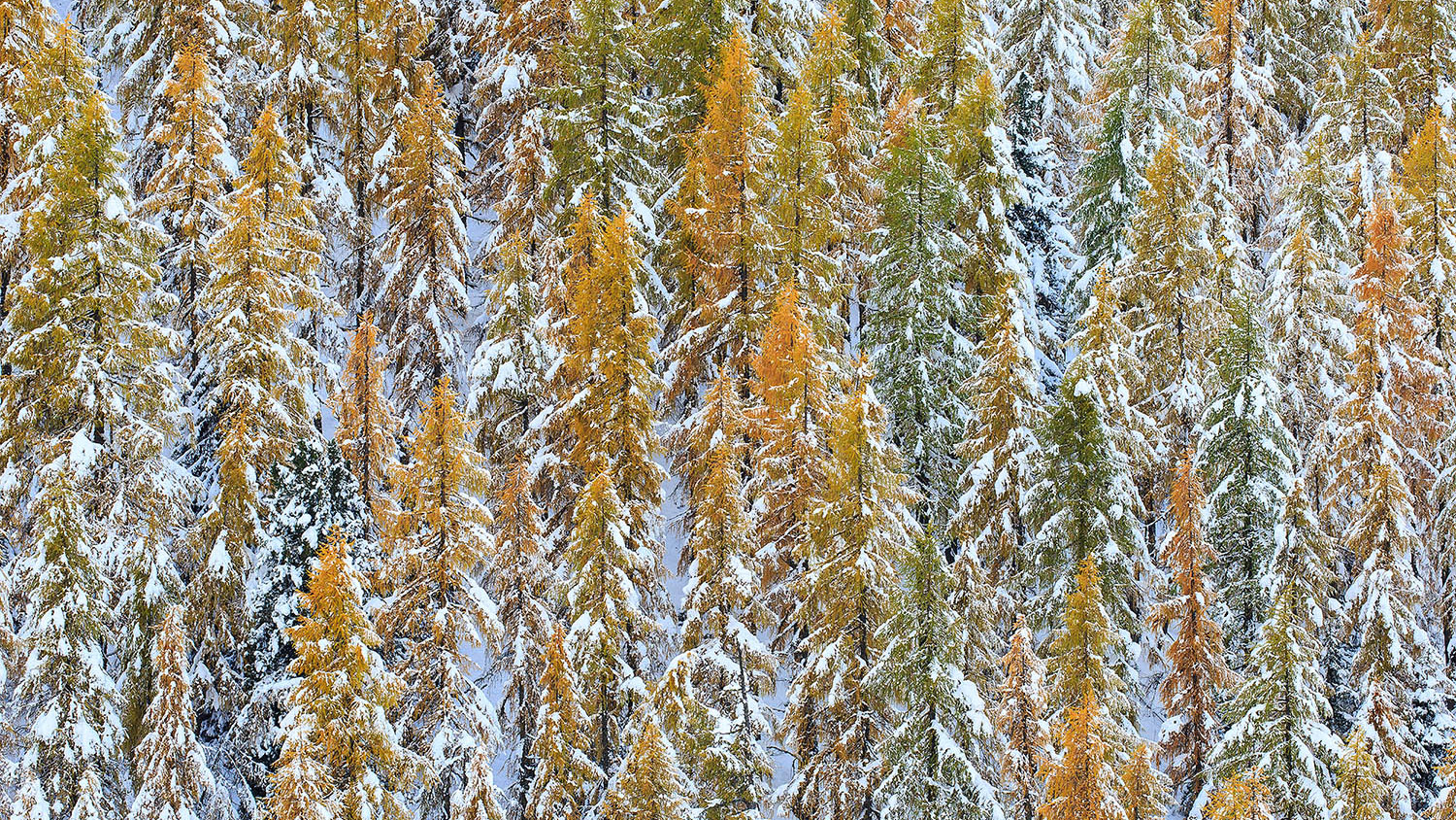 Der erste Schnee in den Kaerntner  Nockbergen _O4A3325 HGlader