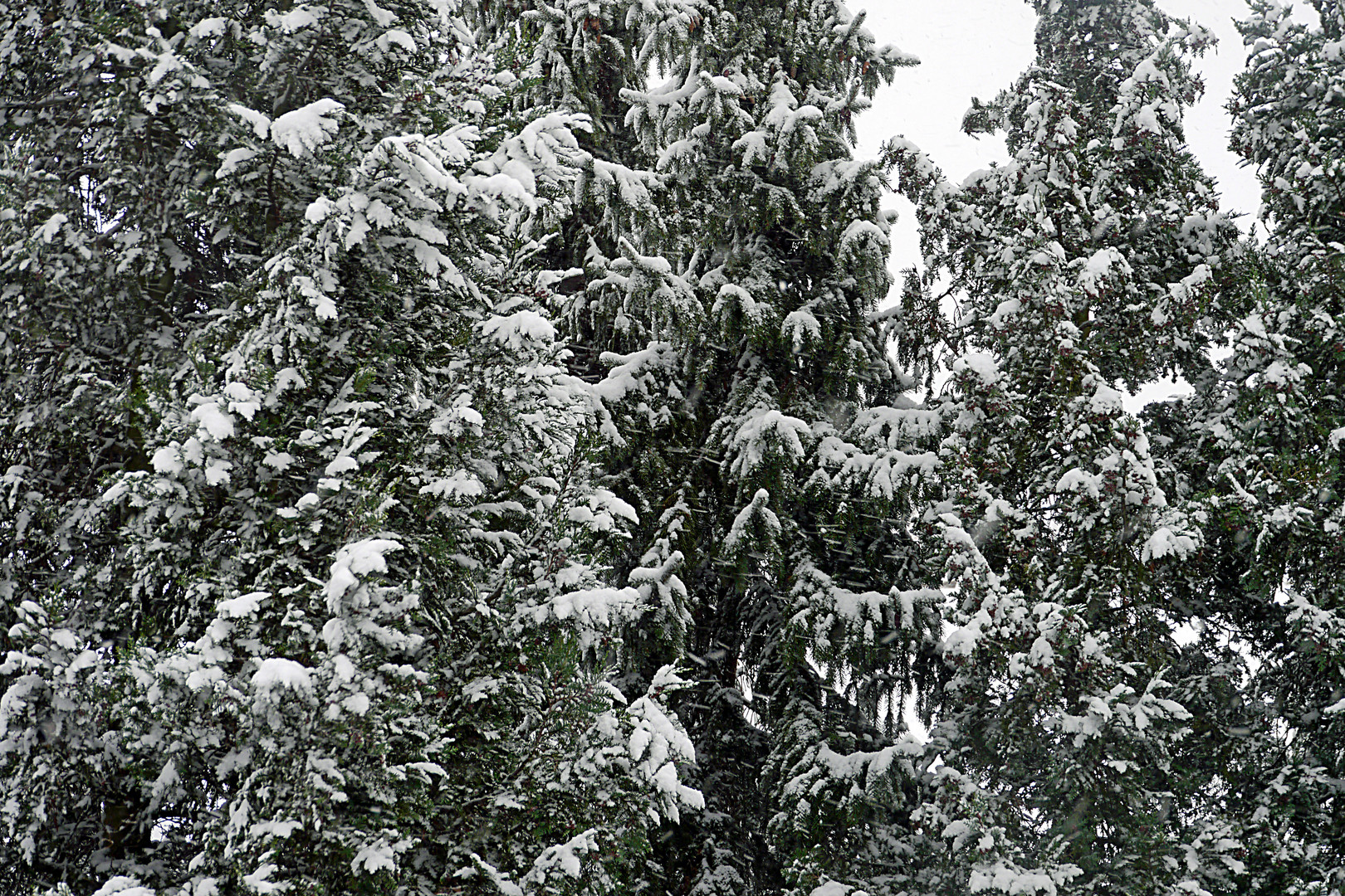 Der erste Schnee in den Tannen hinter dem Haus am 7. Dezember 2012