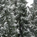 Der erste Schnee in den Tannen hinter dem Haus am 7. Dezember 2012