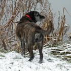 Der erste Schnee in diesem Jahr am See.