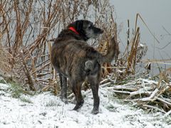 Der erste Schnee in diesem Jahr am See.