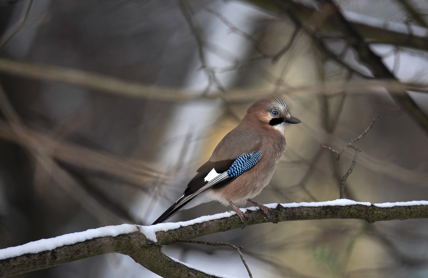 Der erste Schnee ist gefallen