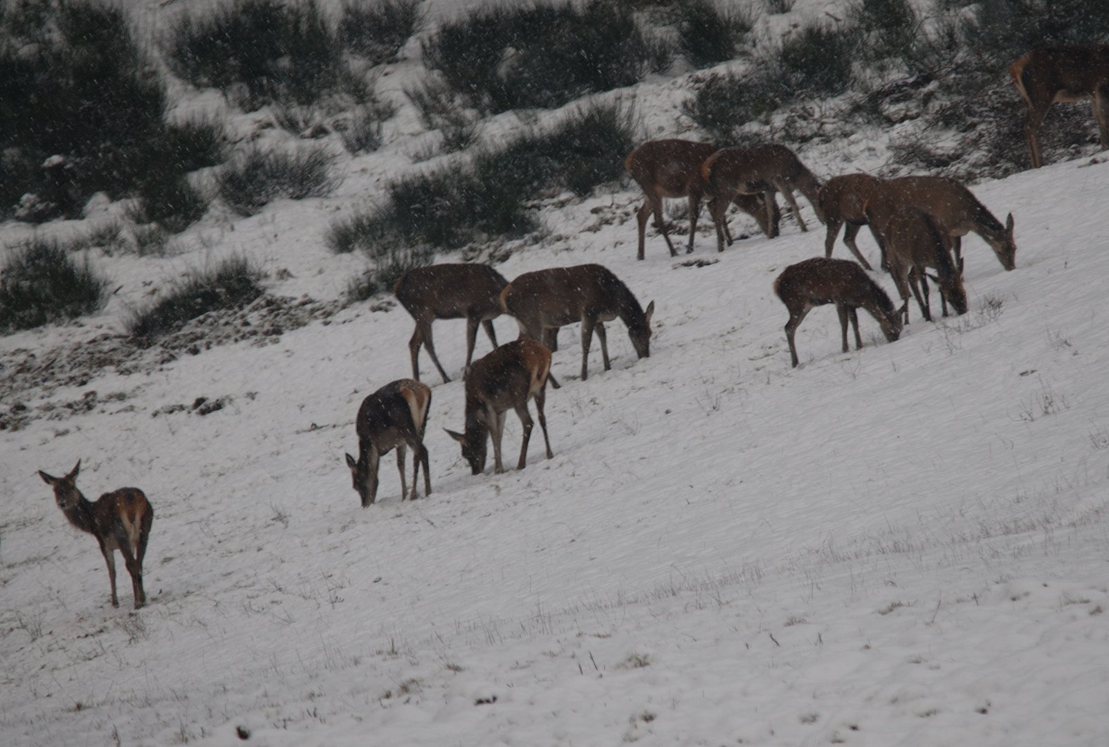 Der erste Schnee ist gefallen.Das Rotwild stört es nicht