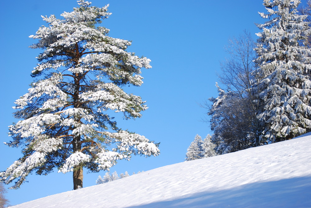 Der erste Schnee Passwang Schweiz