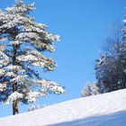 Der erste Schnee Passwang Schweiz