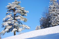 Der erste Schnee Passwang Schweiz