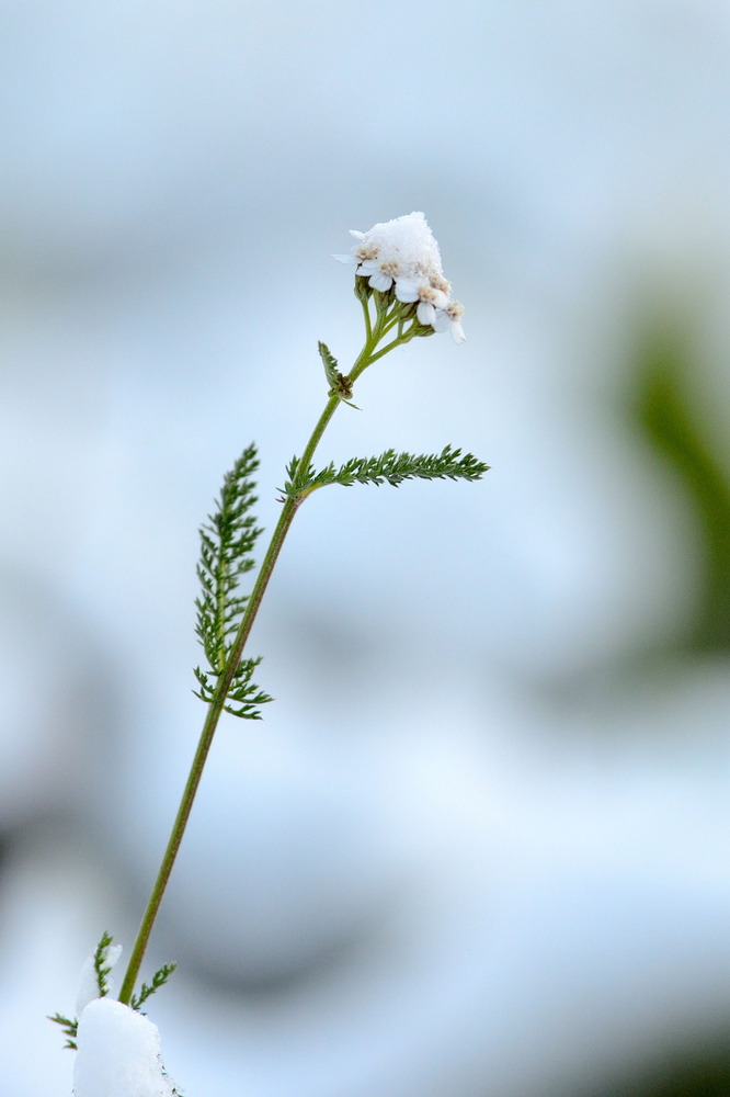 Der erste Schnee schon im Oktober