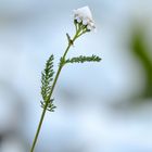 Der erste Schnee schon im Oktober