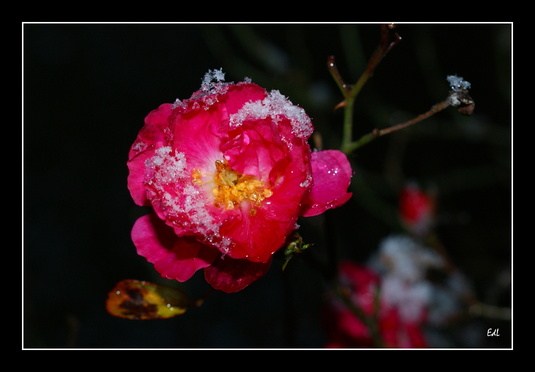 Der erste Schnee... /  The first snow...