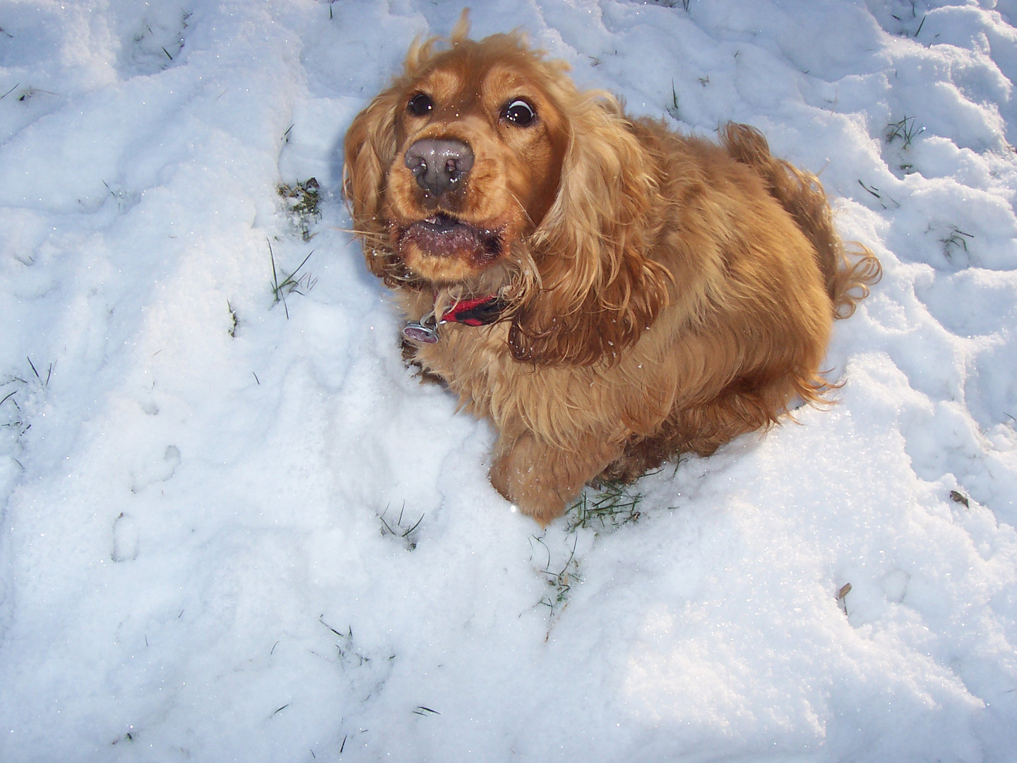 Der erste Schnee und Ben dreht durch