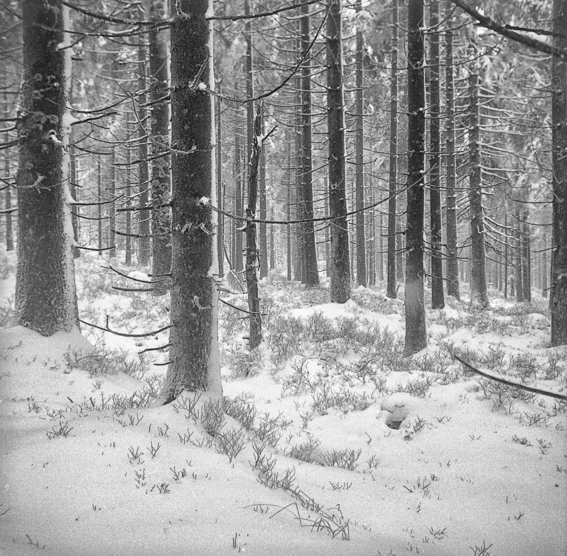 Der erste Schnee .... Variante für Clau.Dia' s