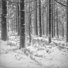 Der erste Schnee .... Variante für Clau.Dia' s