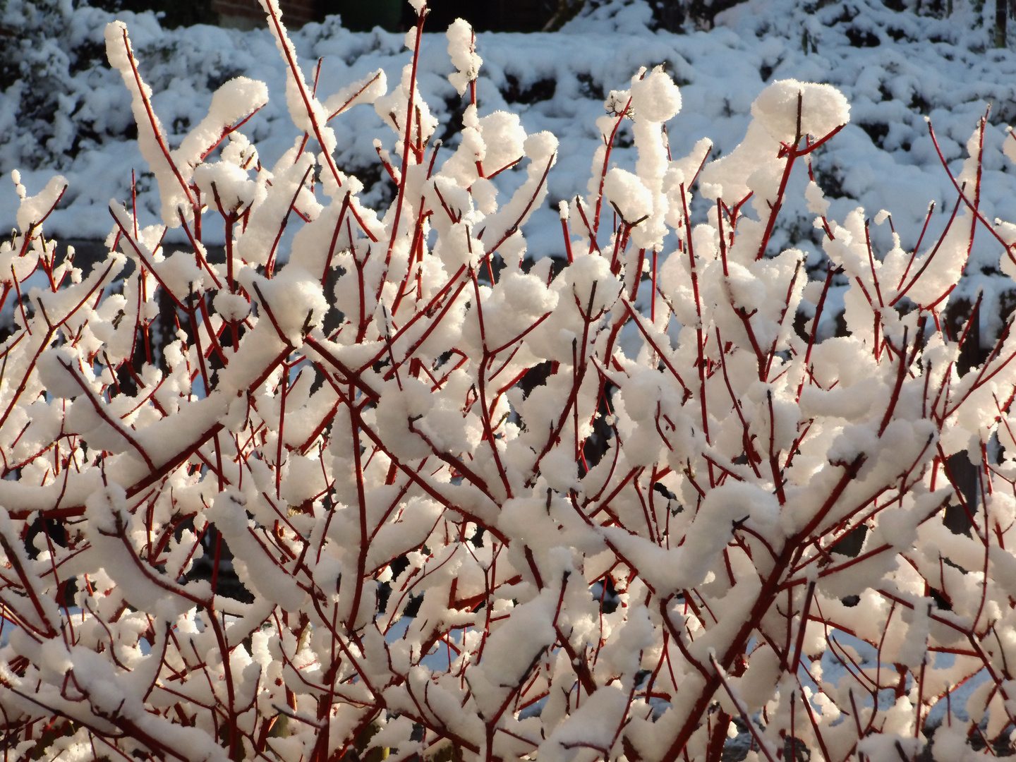 der erste Schnee_DSCI5669